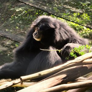 Siamang (Symphalangus syndactylus)