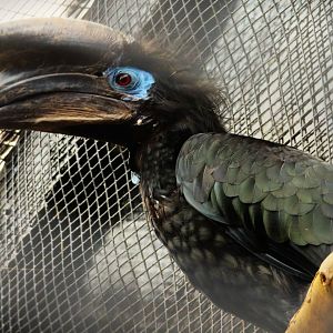 Black-casqued Hornbill (Ceratogymna atrata)