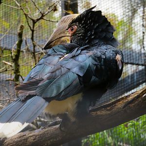 Silvery-cheeked Hornbill (Bycanistes brevis)