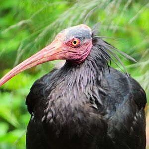 Waldrapp (Geronticus eremita)