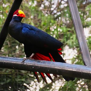 Violet Turaco (Musophaga violacea)