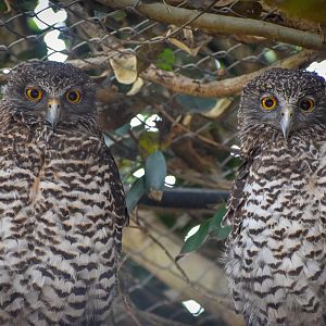 Powerful Owls