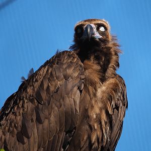 Cinereous vulture (Aegypius monachus), 2022-06-15