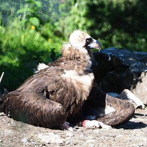 Cinereous vulture (Aegypius monachus), 2022-06-15