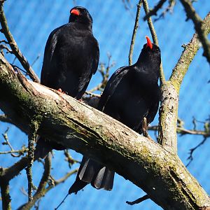 Red-billed choughs (Pyrrhocorax pyrrhocorax), 2022-06-15