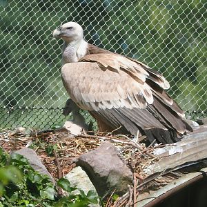 Western Eurasian griffon vulture (Gyps fulvus fulvus) with chick, 2022-06-15