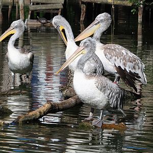 Dalmatian pelicans (Pelecanus crispus), 2022-06-15