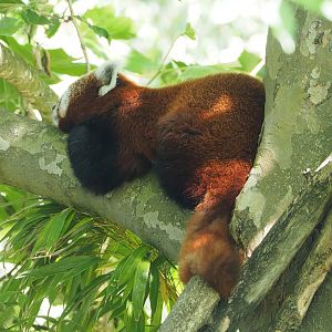 Nepalese red panda (Ailurus fulgens), 2022-06-15