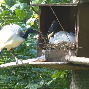 Black-faced ibis (Theristicus melanopis), 2022-06-15
