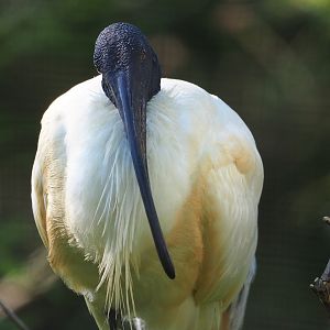 Black-faced ibis (Theristicus melanopis), 2022-06-15