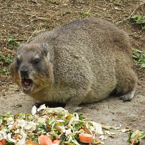 Cape hyrax (Procavia capensis)
