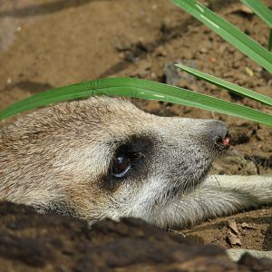 Meerkat (Suricata suricatta)