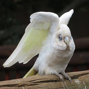 Bare-eyed Cockatoo / Little Corella (Cacatua sanguinea)
