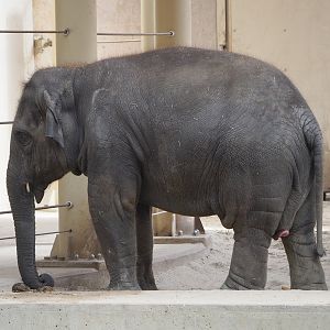 Young Asian elephant (Elephas maximus), 2022-06-15