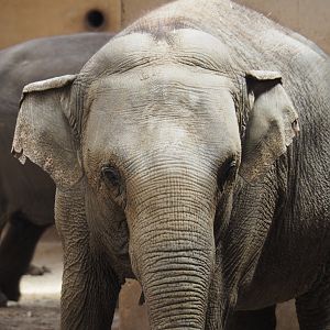 Asian elephant (Elephas maximus), 2022-06-15