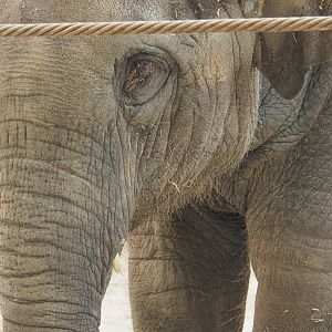 Asian elephant (Elephas maximus), 2022-06-15