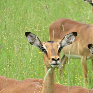 Southern Impala (Aepyceros melampus melampus)