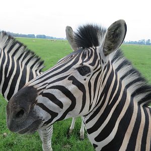 Burchell's Zebra (Equus quagga burchellii)