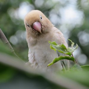 Lovebird (Agapornis sp.)