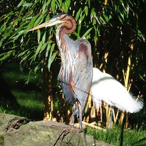 Purple heron (Ardea purpurea), 2022-06-15