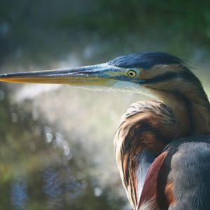 Purple heron (Ardea purpurea), 2022-06-15