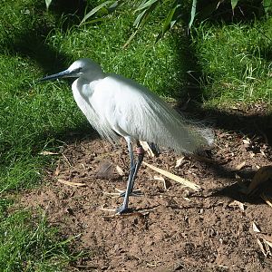 Little egret (Egretta garzetta garzetta), 2022-06-15