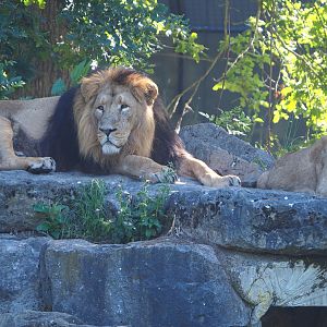 Asiatic lions (Panthera leo persica) Jari and Wishu, 2022-06-15