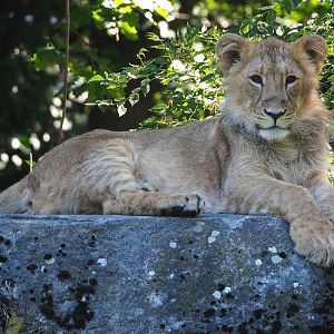 Asiatic lion (Panthera leo persica) Wishu, 2022-06-15