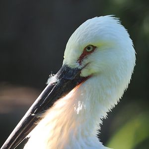 Oriental white stork (Ciconia boyciana), 2022-06-15
