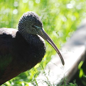 Glossy ibis (Plegadis falcinellus), 2022-06-15