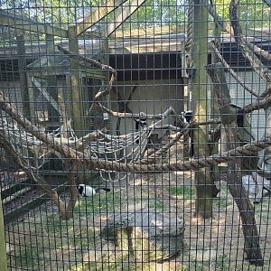 Trevor Zoo - Lemur outdoor area