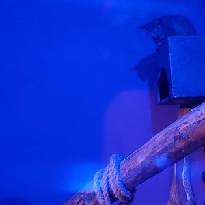 Trevor Zoo - Gray Greater Bushbaby