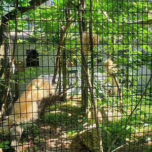 Trevor Zoo - Marmoset and tamarin outdoor areas