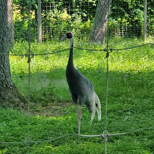 Trevor Zoo - White-naped Crane