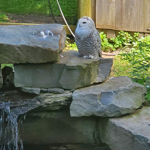 Trevor Zoo - Snowy Owl
