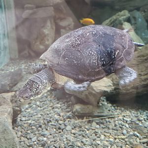 Trevor Zoo - Blanding's Turtle