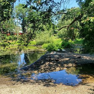 Trevor Zoo - Duck walkthrough