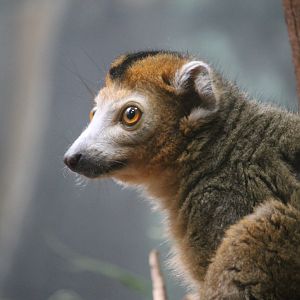 Crowned Lemur (Eulemur coronatus)