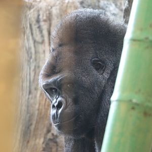 Western Lowland Gorilla (Gorilla gorilla gorilla)