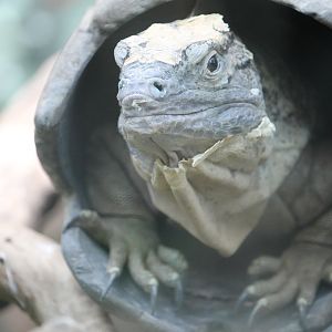 Jamaican Iguana (Cyclura collei)