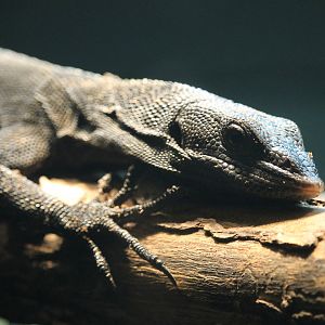Black Tree Monitor (Varanus beccarii)
