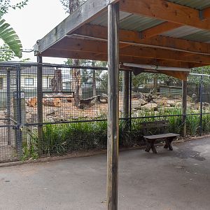 Dingo Enclosure