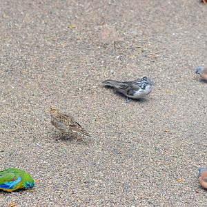 Species Diversity of Grasslands Aviary