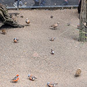 Species Diversity of Grasslands Aviary