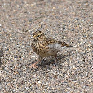 Eurasian Skylark