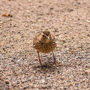 Eurasian Skylark