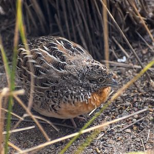 Red-chested Buttonquail