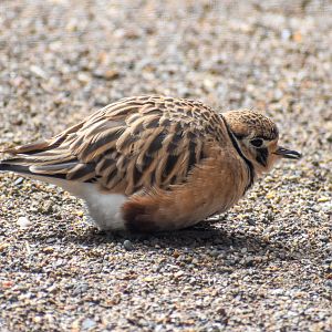 Inland Dotterel