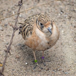 Inland Dotterel