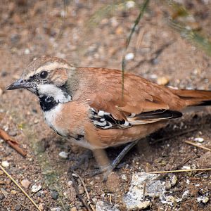 Cinnamon Quail-thrush